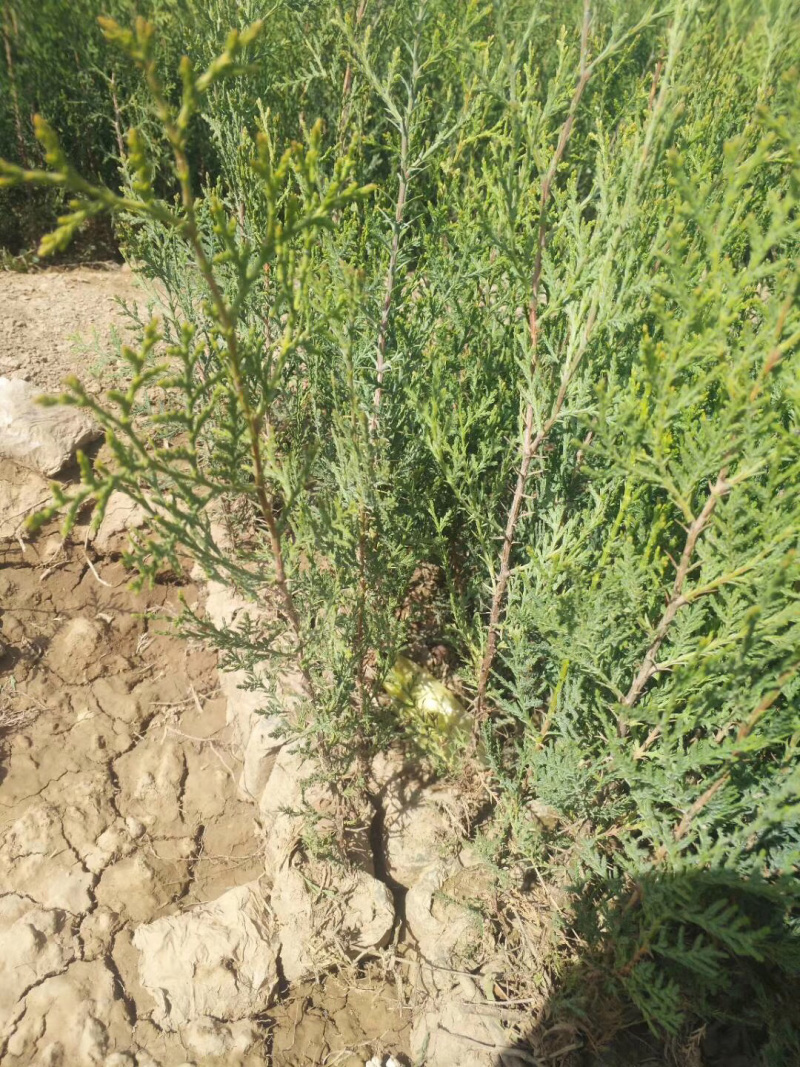 侧柏基地直销，营养袋侧柏，30公分左右。