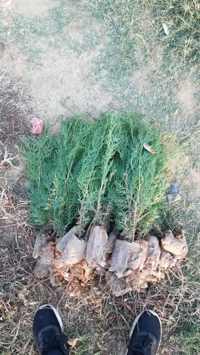 侧柏基地直销，营养袋侧柏，30公分左右。