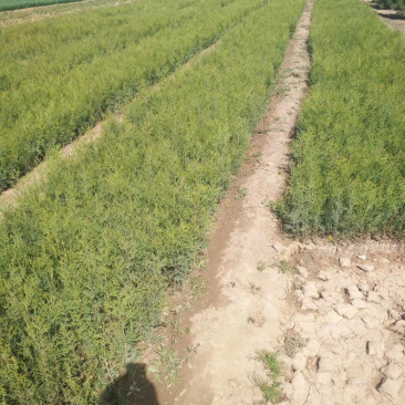 侧柏基地直销，营养袋侧柏，30公分左右。
