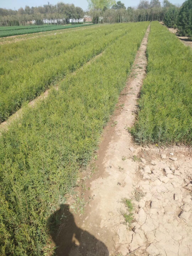 侧柏基地直销，营养袋侧柏，30公分左右。