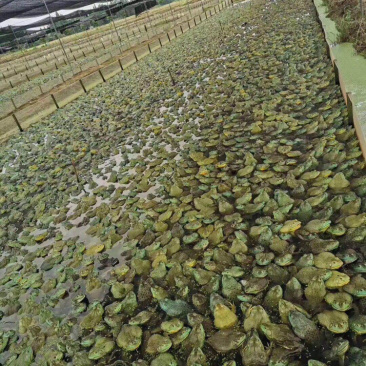 价格上涨