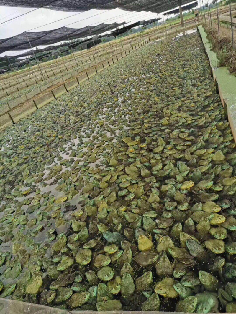 价格上涨