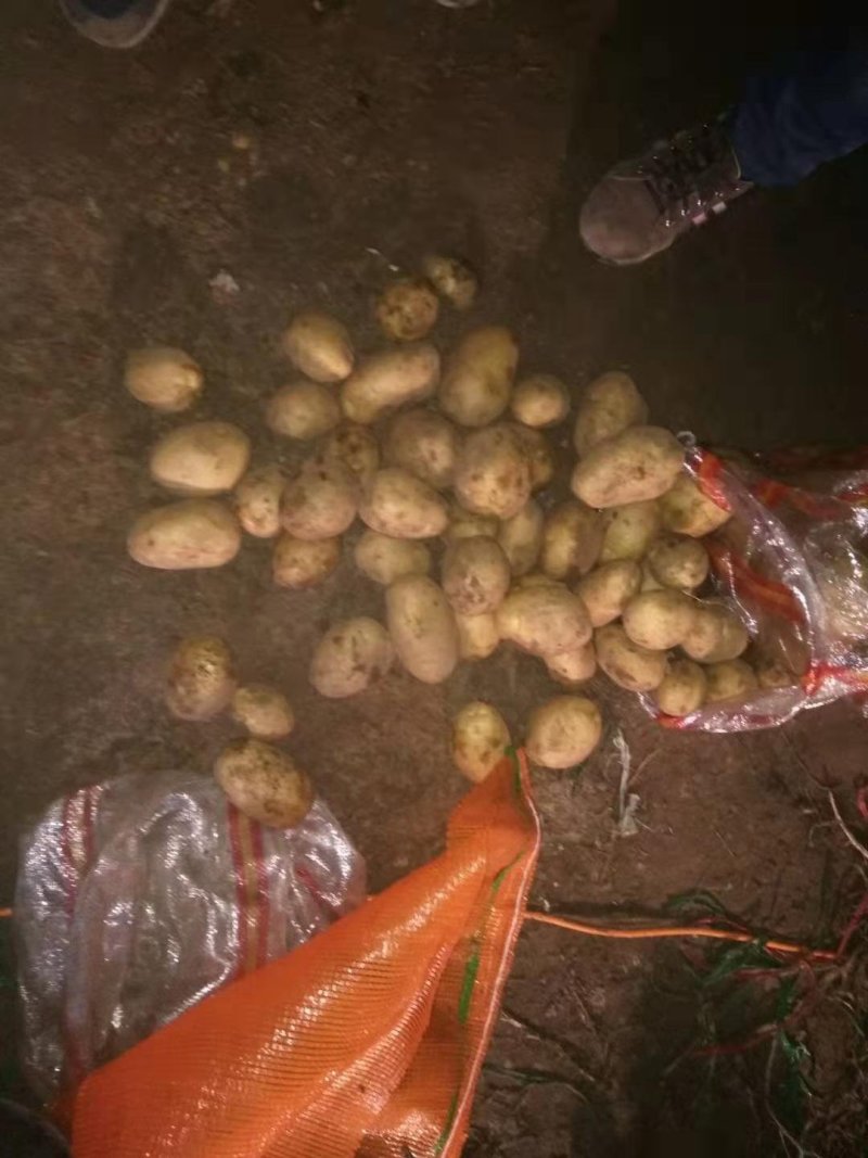 土豆，荷兰十五土豆，货源充足，质量好，产地直发，全国发货