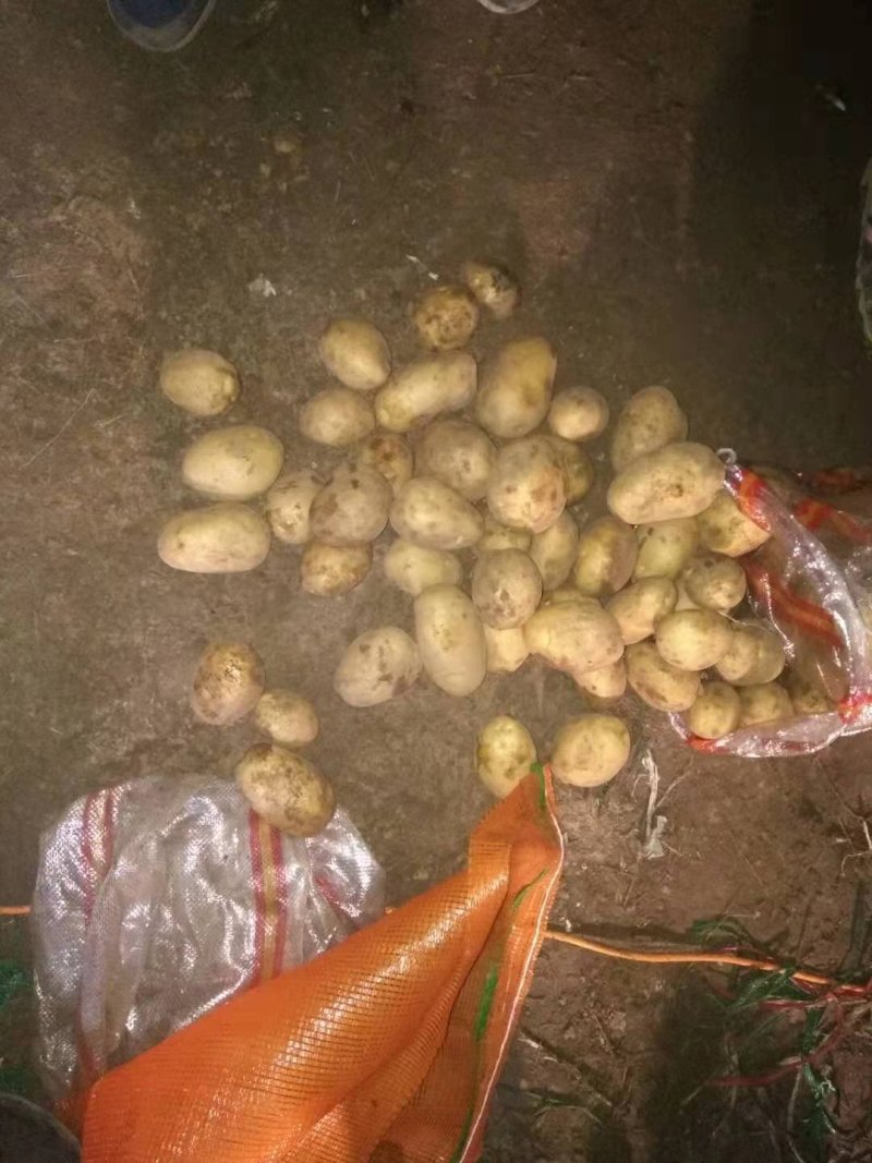 土豆，荷兰十五土豆，货源充足，质量好，产地直发，全国发货
