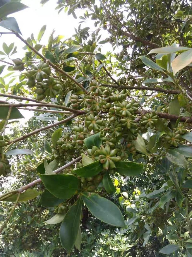 新鲜高山八角干，（干八角1斤25块）无硫，批发，一件代发