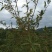 木姜子山苍籽秋后熟够籽去皮山苍籽，