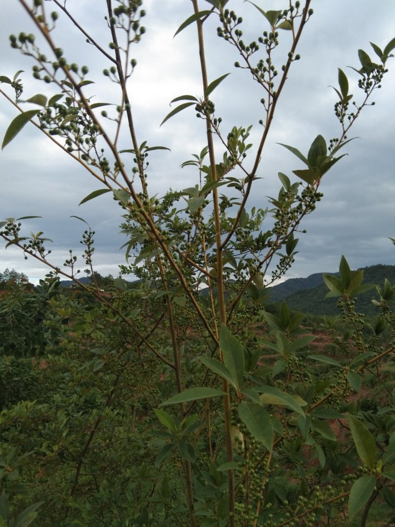 木姜子山苍籽秋后熟够籽去皮山苍籽，