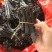 宽体水蛭大运河手工捕捉清水吊干水蛭捕鱼随带捕捉宽体水蛭