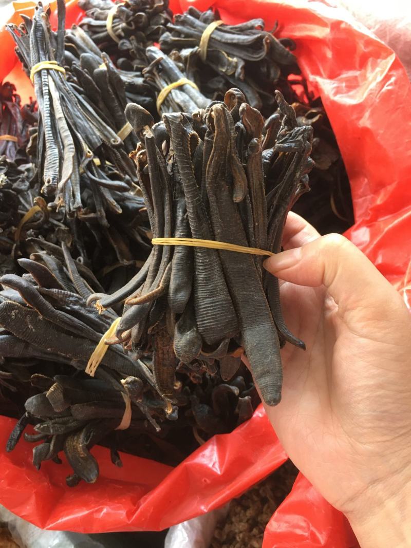 宽体水蛭大运河手工捕捉清水吊干水蛭捕鱼随带捕捉宽体水蛭