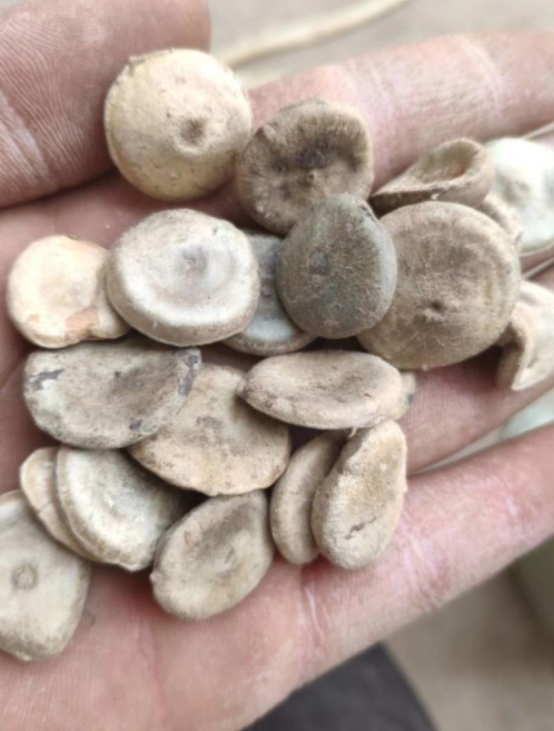 木鳖子番木鳖马钱货好量大代抓各种药方诚信经营