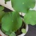 荷花种苗太空莲湘莲藕藕苗红花莲种苗观赏莲藕种苗阳台景区