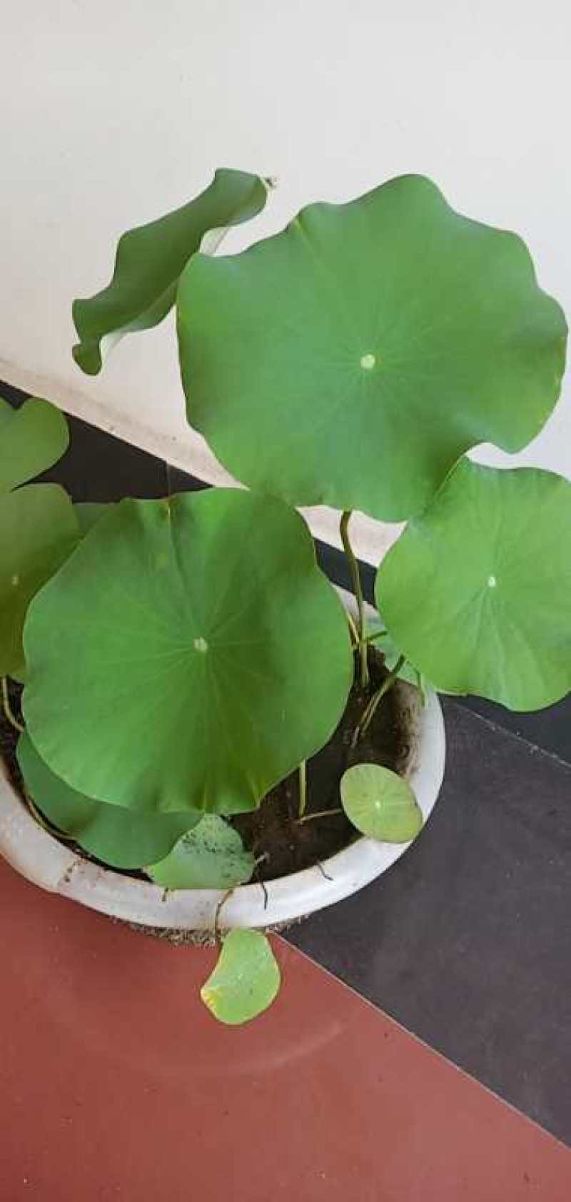 荷花种苗太空莲湘莲藕藕苗红花莲种苗观赏莲藕种苗阳台景区