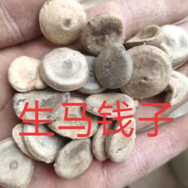 木鳖子番木鳖马钱货好量大代抓各种药方诚信经营