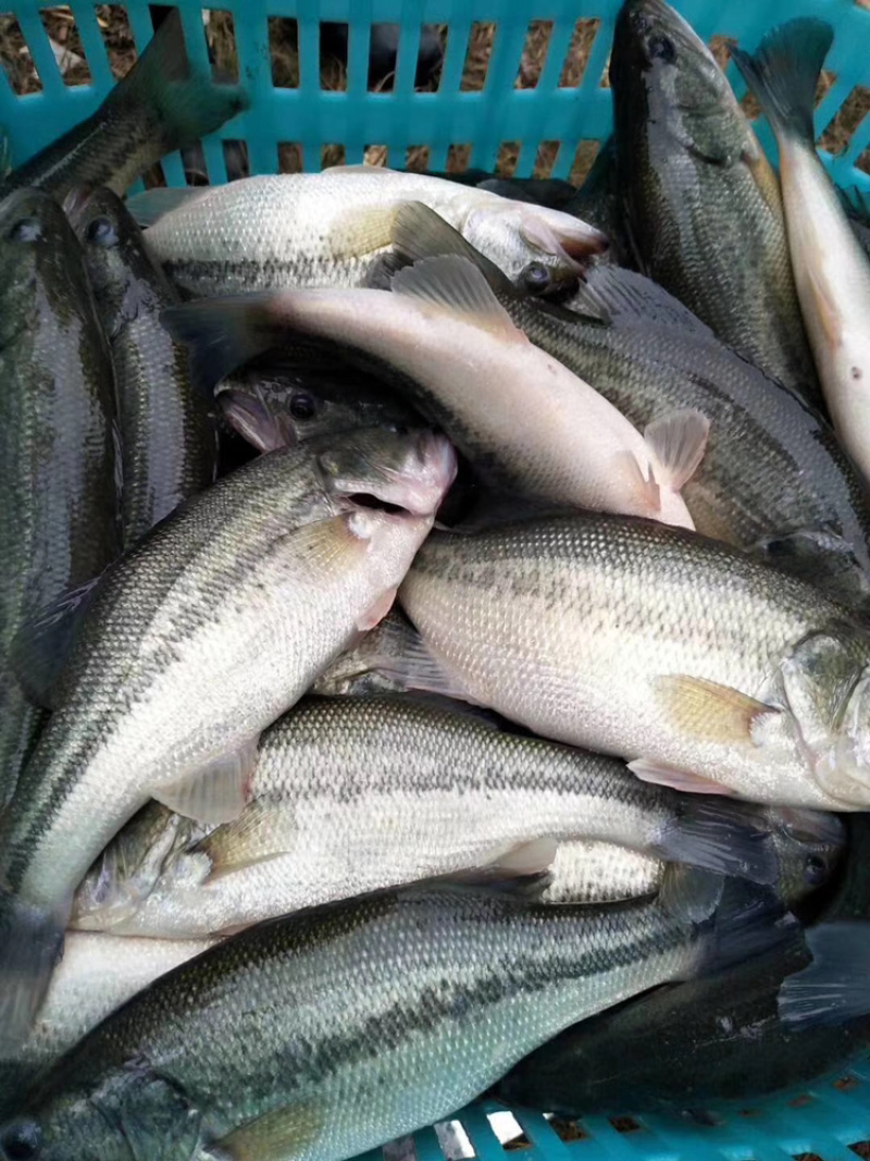 加州鲈鱼，大口黑鲈，流水养殖，高品质鲈鱼