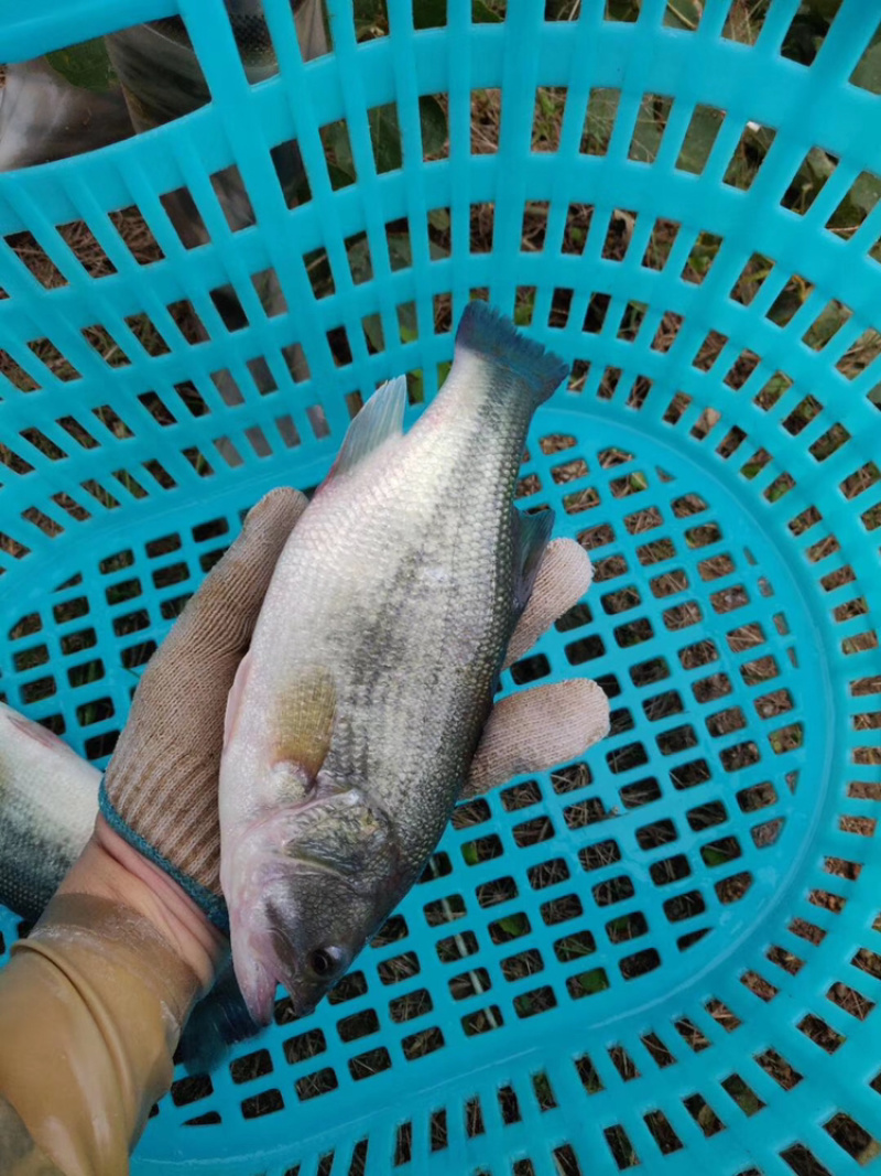 加州鲈鱼，大口黑鲈，流水养殖，高品质鲈鱼