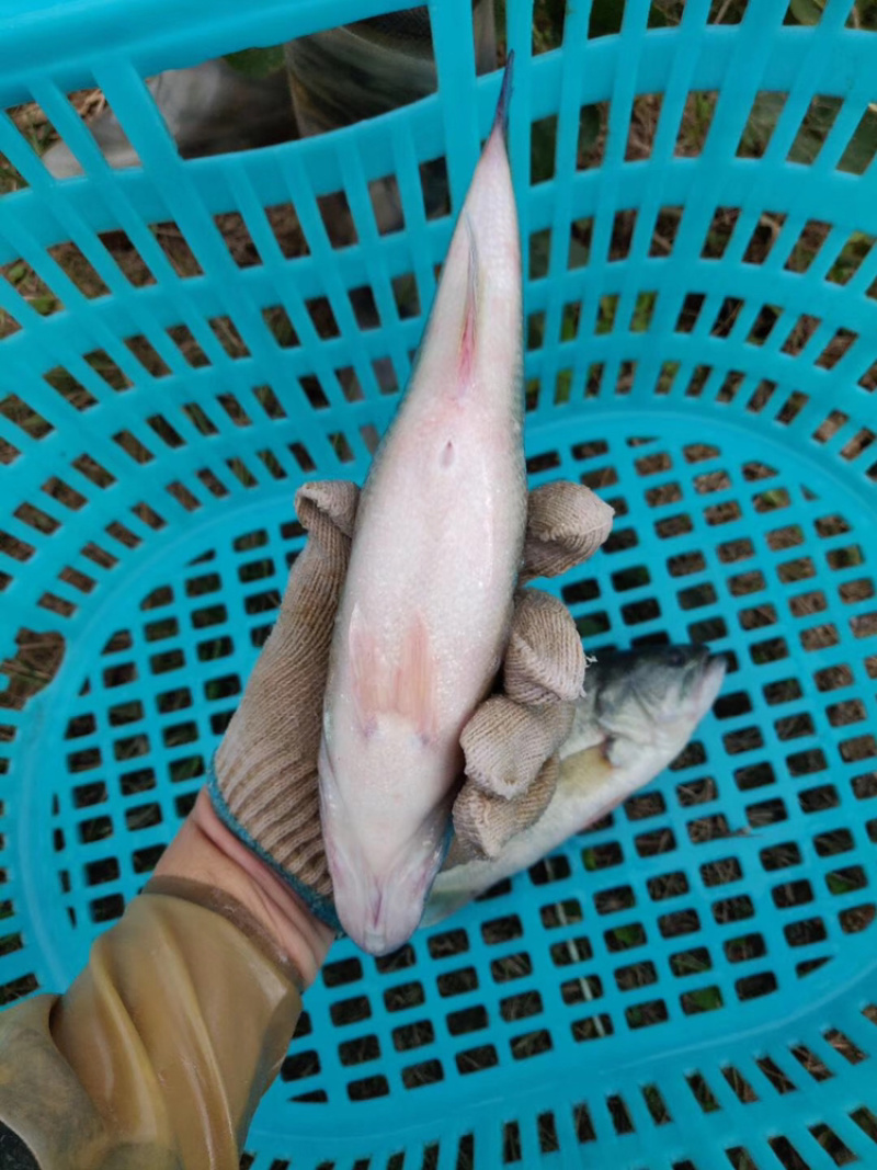 加州鲈鱼，大口黑鲈，流水养殖，高品质鲈鱼