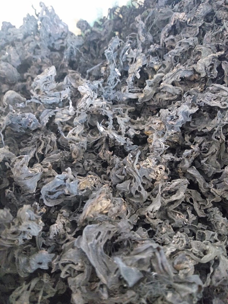 生长在大山里的天然地皮菜靓货经过手工捡干净长年有货