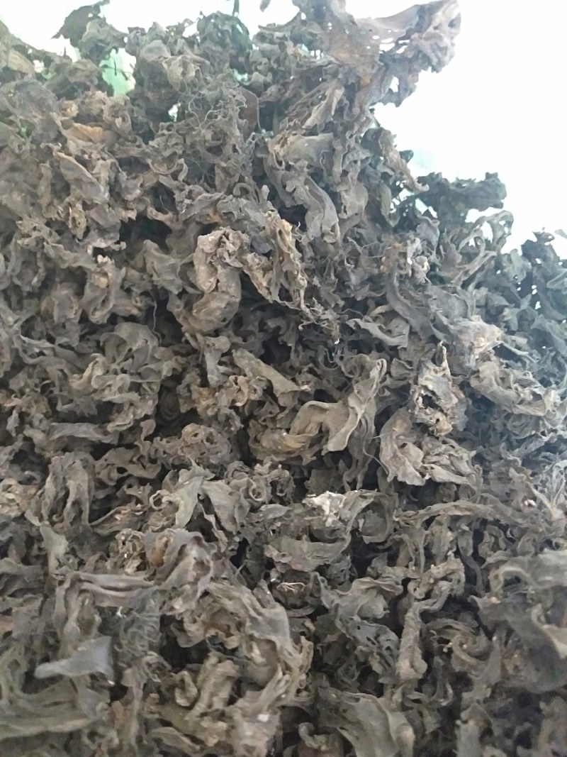 生长在大山里的天然地皮菜靓货经过手工捡干净长年有货