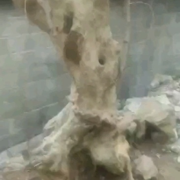 巨型紫薇树原生树及树桩