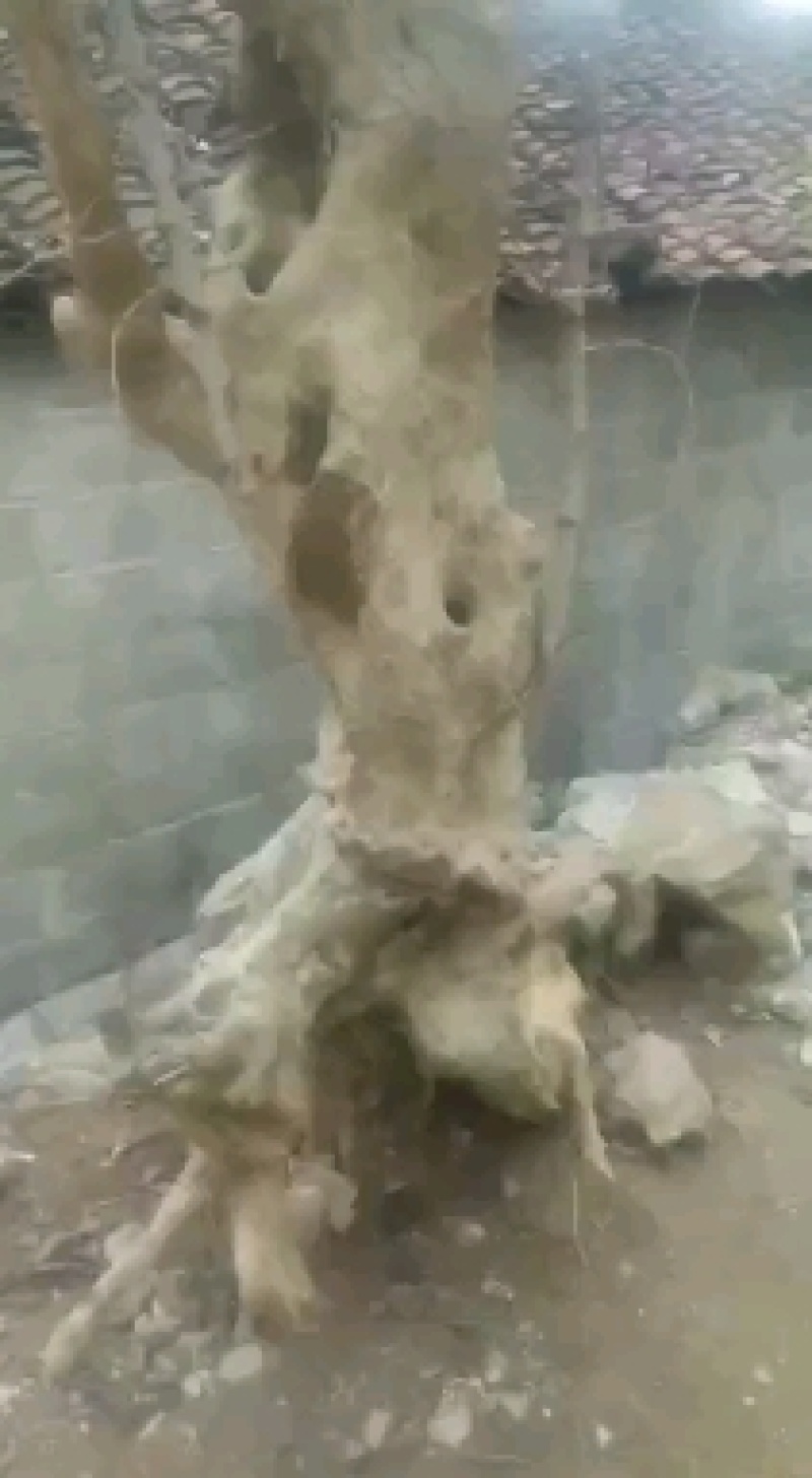 巨型紫薇树原生树及树桩