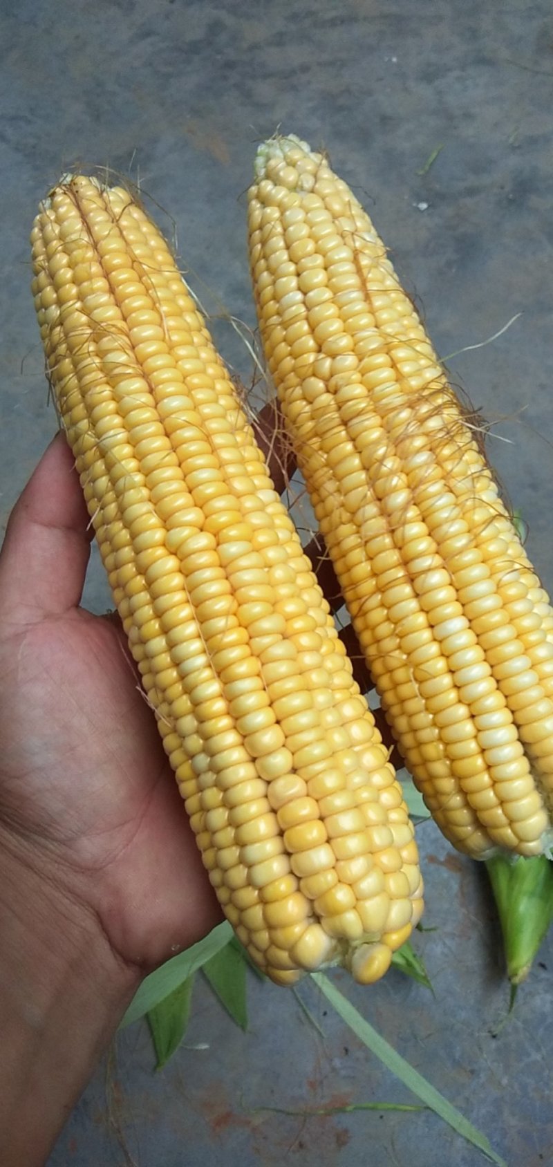 鲜玉米，自家种植，无中介