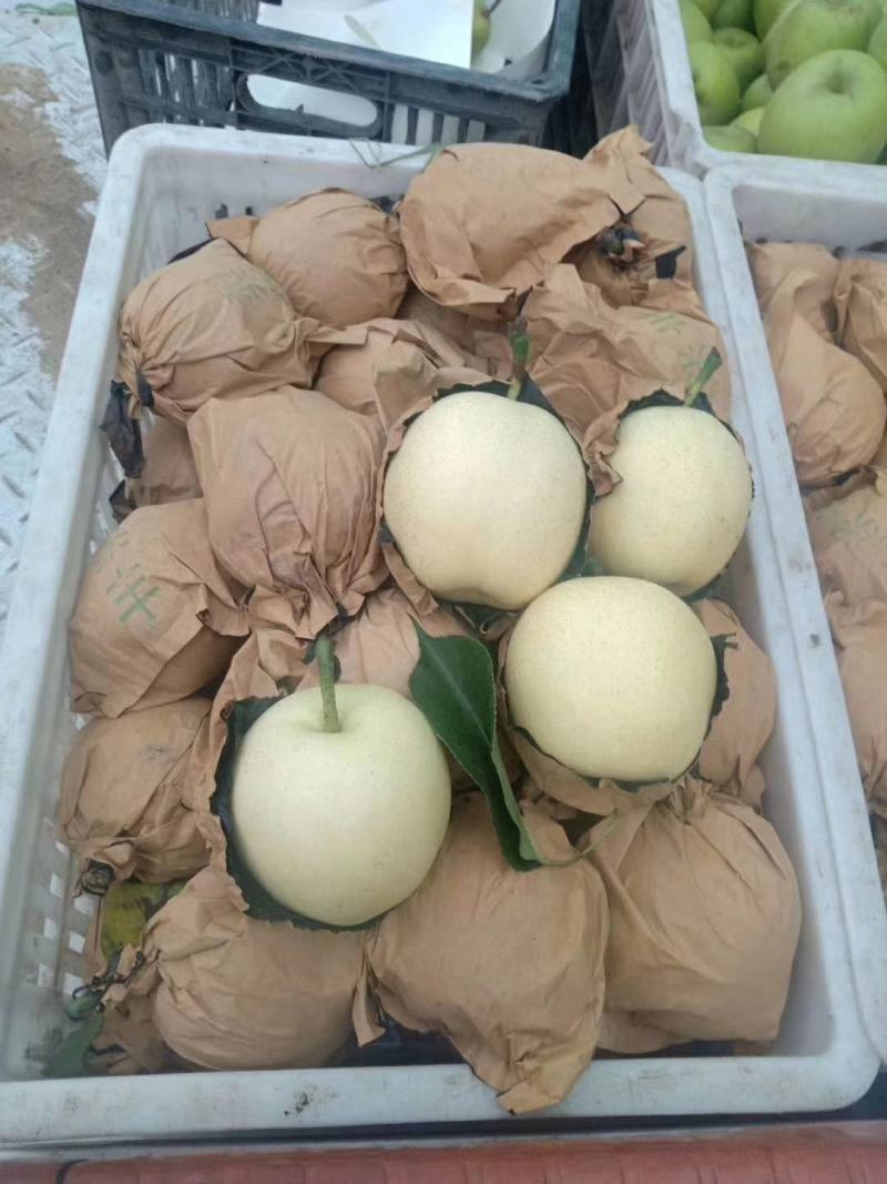 黄冠梨。套袋白色黄冠梨大量上市中，口干好，皮薄汁多。
