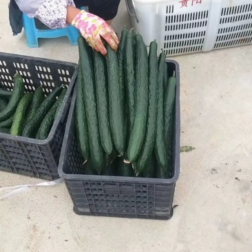 精品黄瓜大量上市中