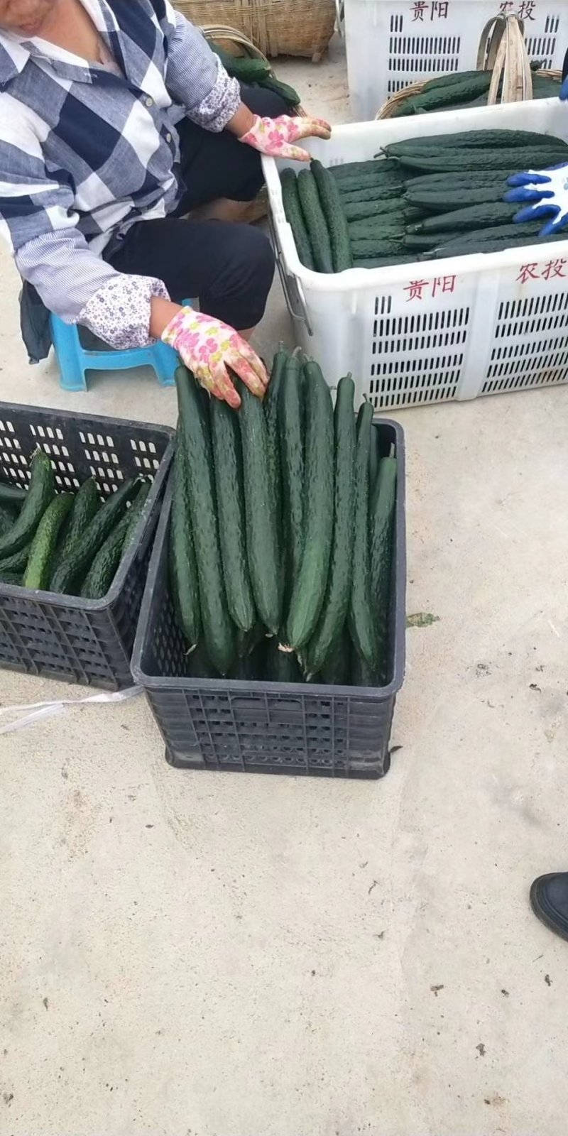 精品黄瓜大量上市中