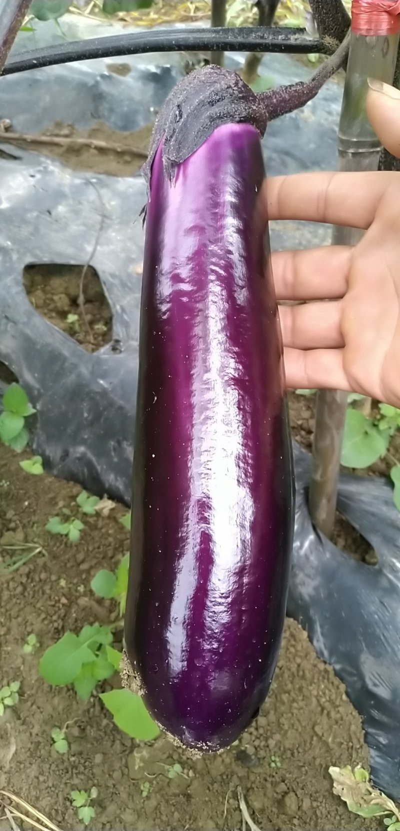 紫光园长茄子大量上市