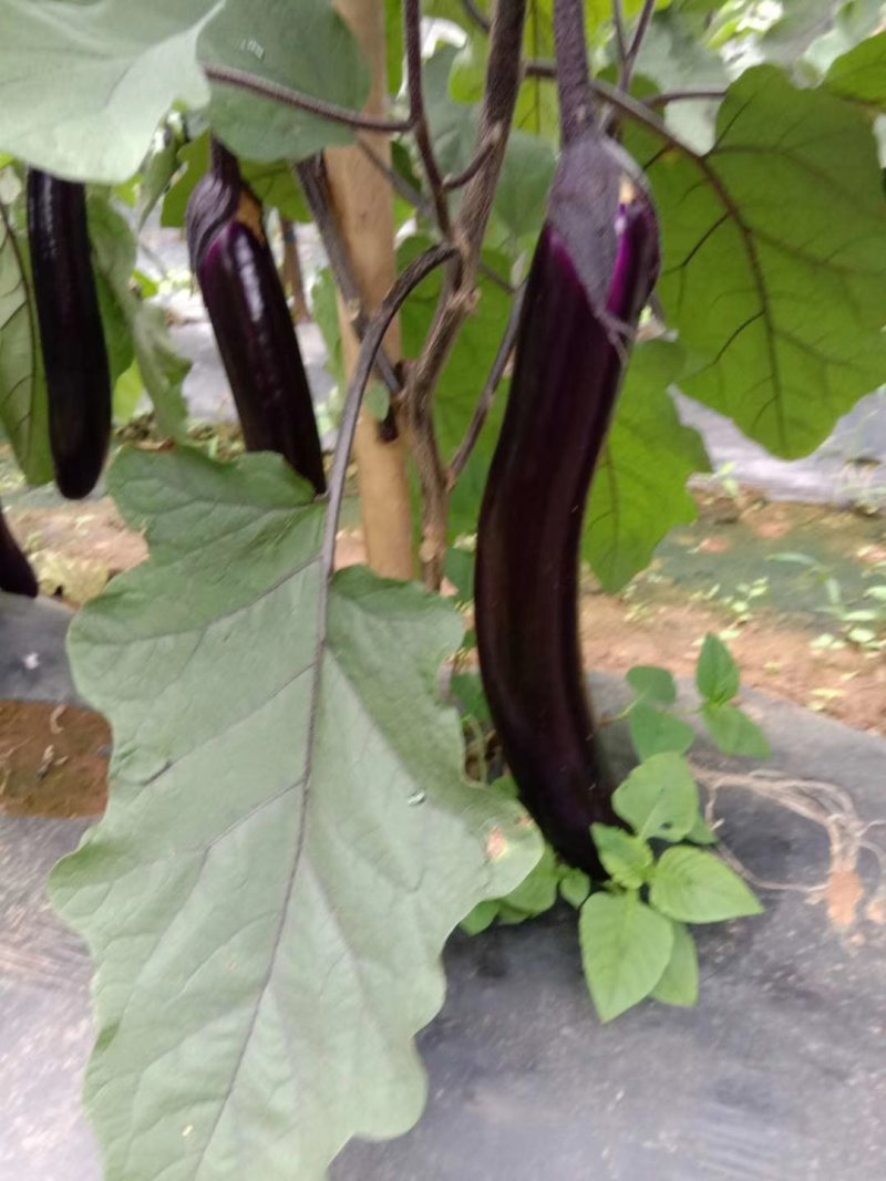 紫光园长茄子大量上市