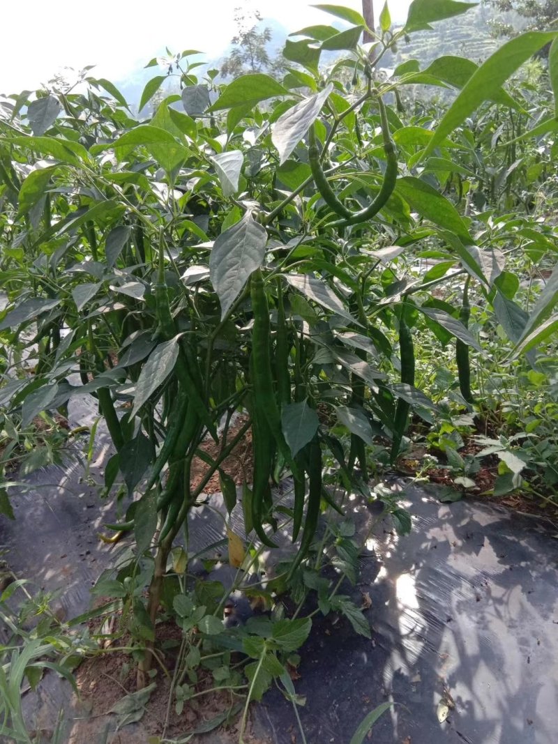 线椒白皮椒大量上市