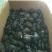大量供应乌灵参