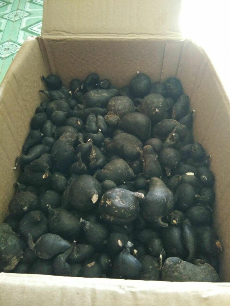 大量供应乌灵参