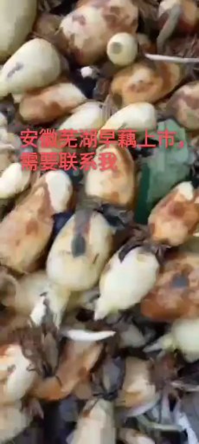 珍珠藕，价格实惠，莲藕基地直销，质量有保证