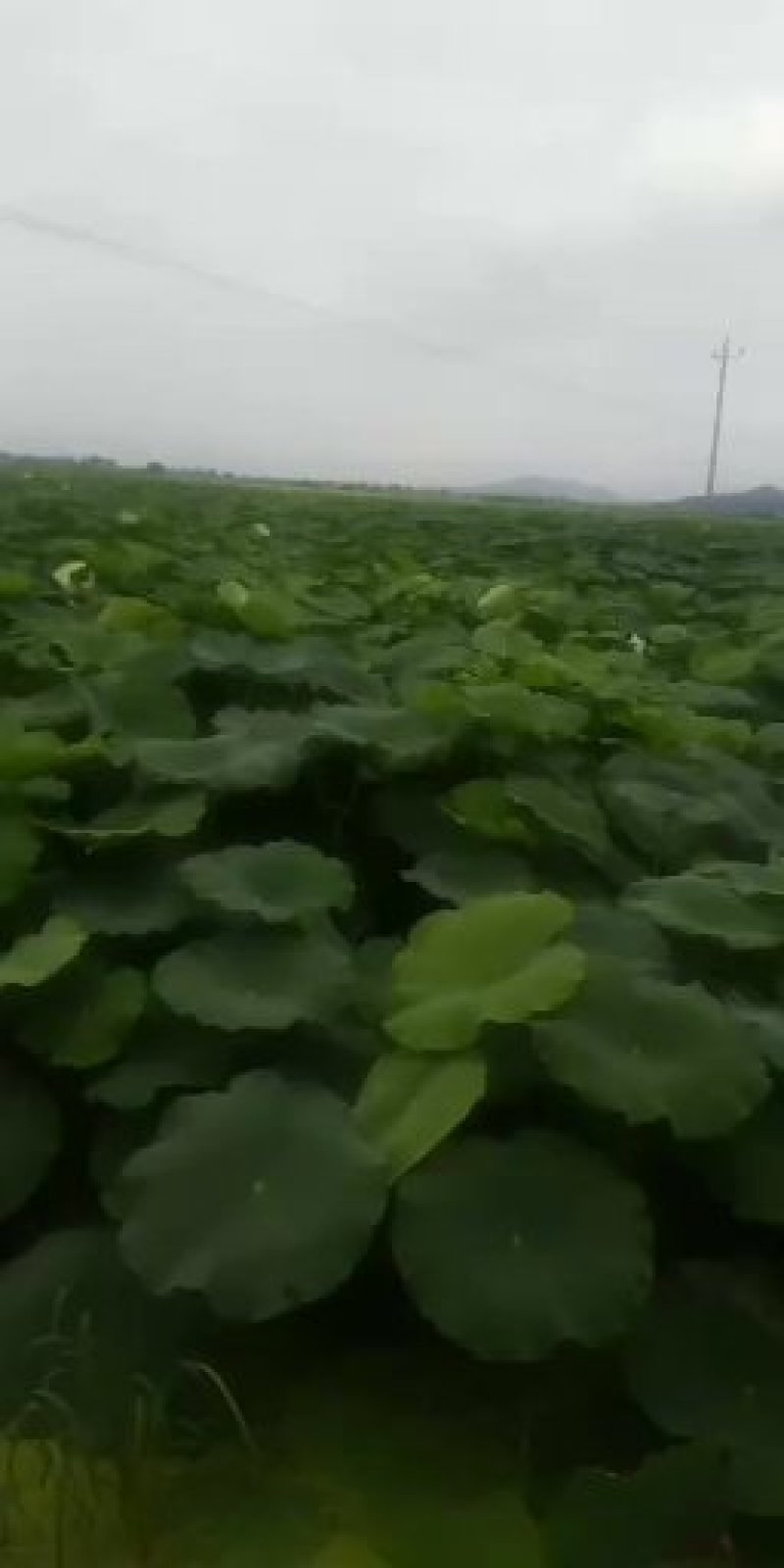 珍珠藕，价格实惠，莲藕基地直销，质量有保证