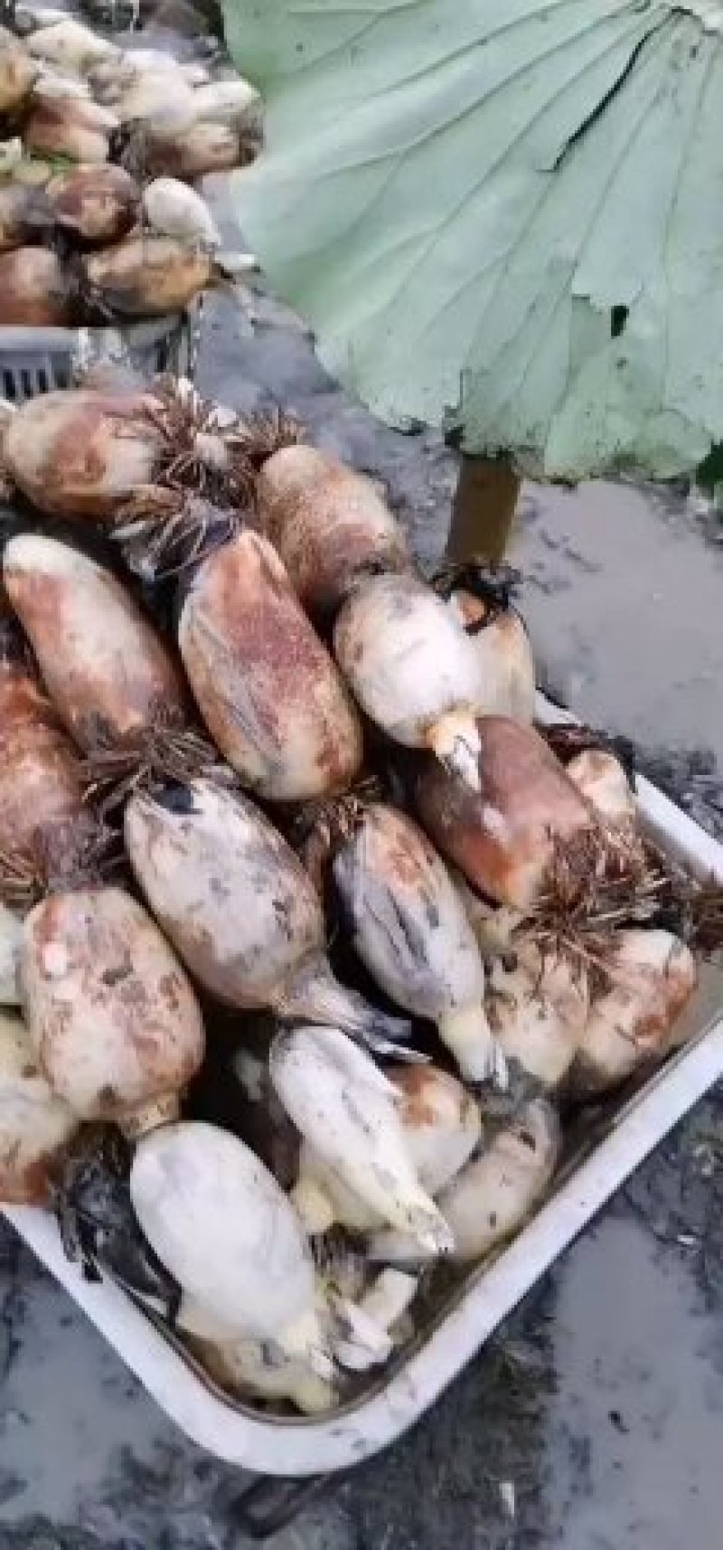 珍珠藕，价格实惠，莲藕基地直销，质量有保证