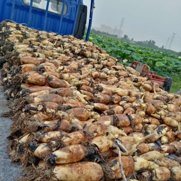 珍珠藕，价格实惠，莲藕基地直销，质量有保证