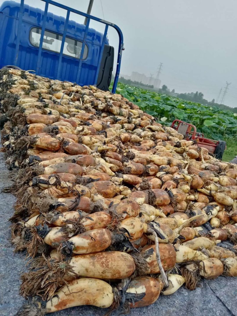 珍珠藕，价格实惠，莲藕基地直销，质量有保证