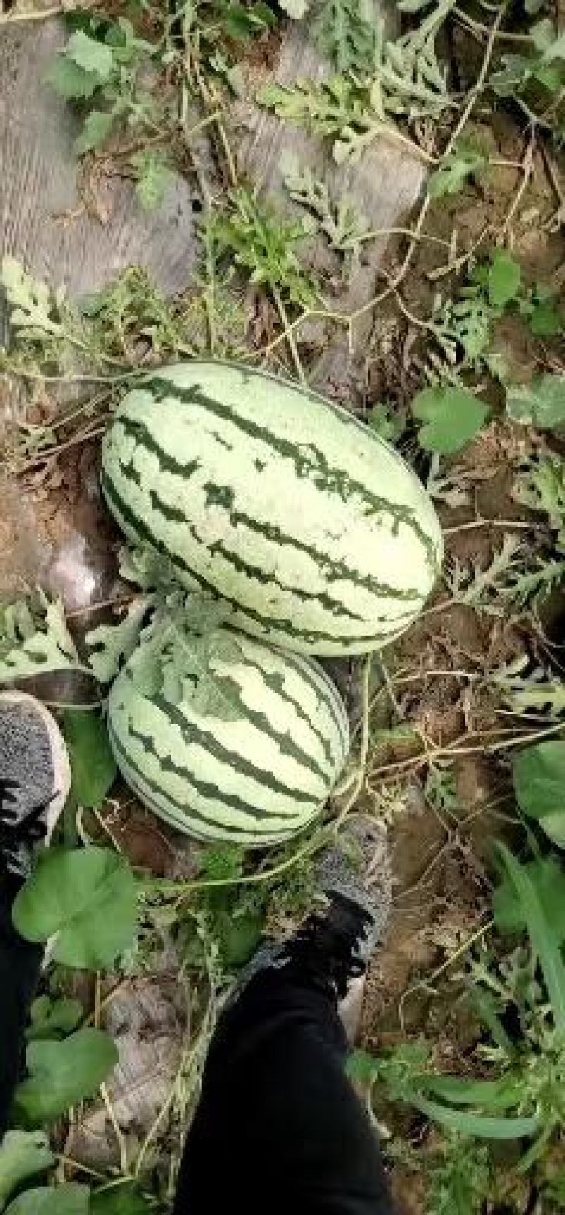 忻州河滩西瓜大量上市，西农，金花，金城5号，卓龙等
