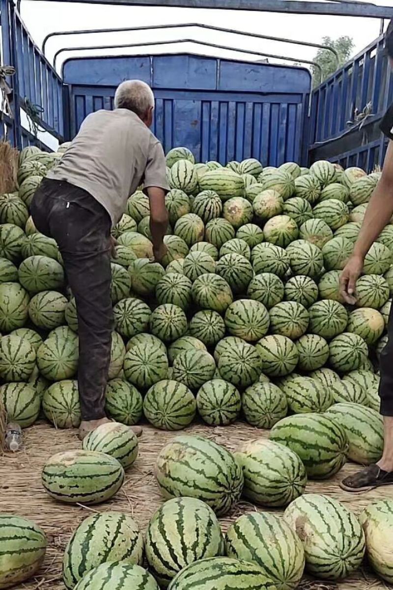 忻州河滩西瓜大量上市，西农，金花，金城5号，卓龙等