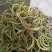 野生中草药化石草肾精草肾精茶批发零售