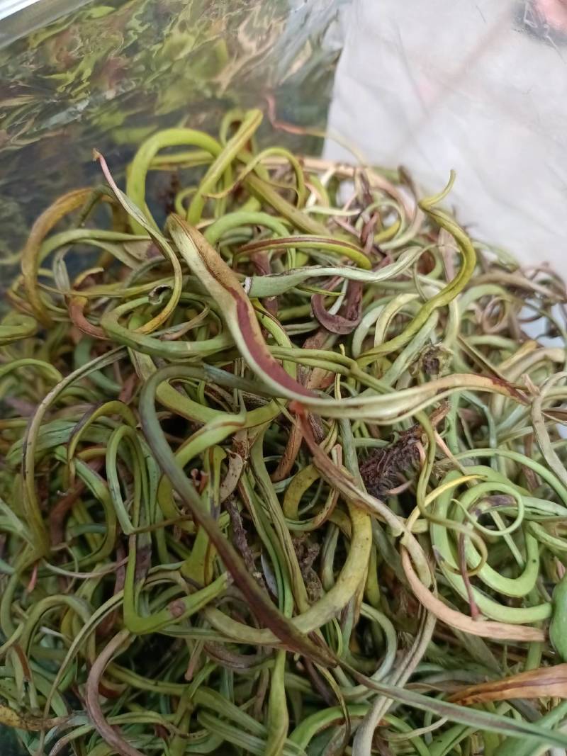 野生中草药化石草肾精草肾精茶批发零售