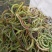 野生中草药化石草肾精草肾精茶批发零售
