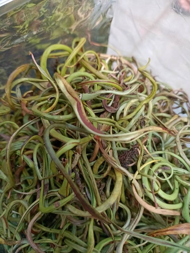 野生中草药化石草肾精草肾精茶批发零售