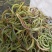 野生中草药化石草肾精草肾精茶批发零售