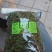 野生中草药化石草肾精草肾精茶批发零售