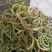 野生中草药化石草肾精草肾精茶批发零售