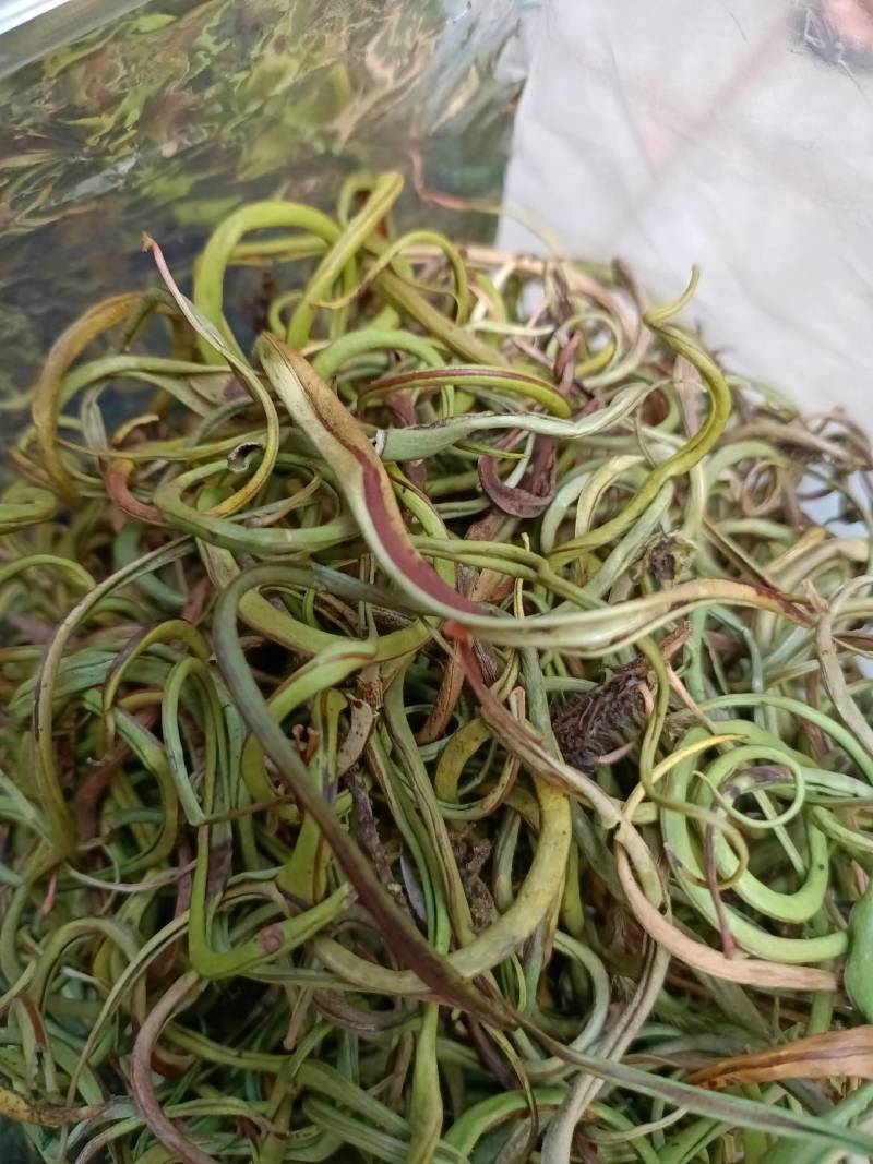 野生中草药化石草肾精草肾精茶批发零售