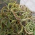 野生中草药化石草肾精草肾精茶批发零售