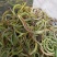 野生中草药化石草肾精草肾精茶批发零售